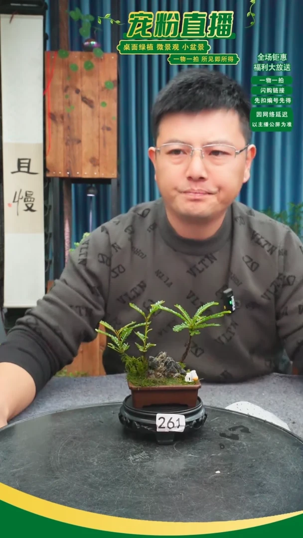 无花朵吃***的苔藓微景观261号