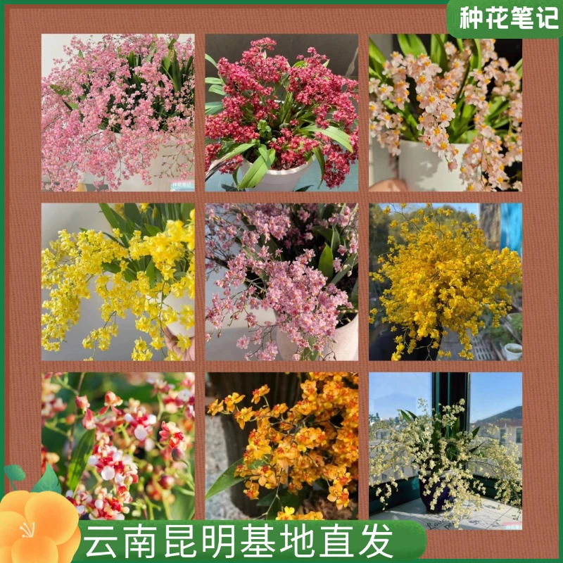 【随机兰花】石斛梦香兰跳舞兰带花苞兰花苗桌面客厅花卉植物室内