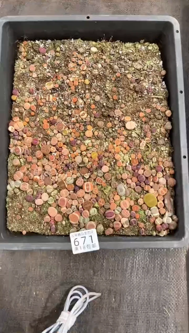 671特价彩混框有疤瑕疵带土不带盆发货
