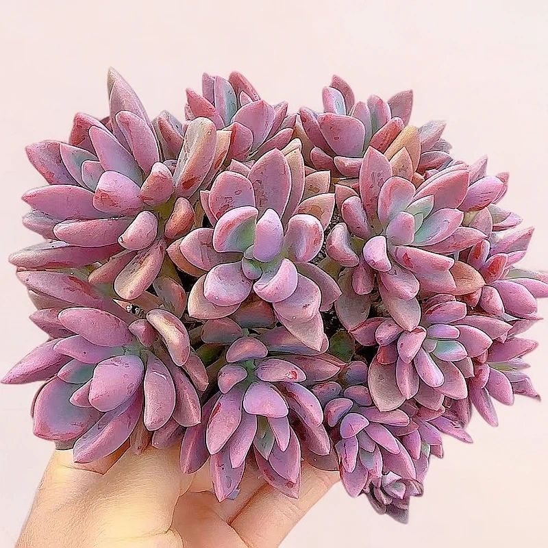 紫心带盆 小谢多肉植物庭院空气上盆种植