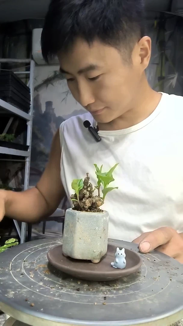 ?中青园艺一物一拍41