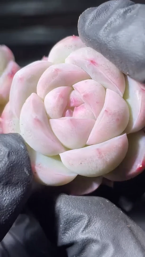 22-54 草莓圣代3-4厘米量拍发一颗