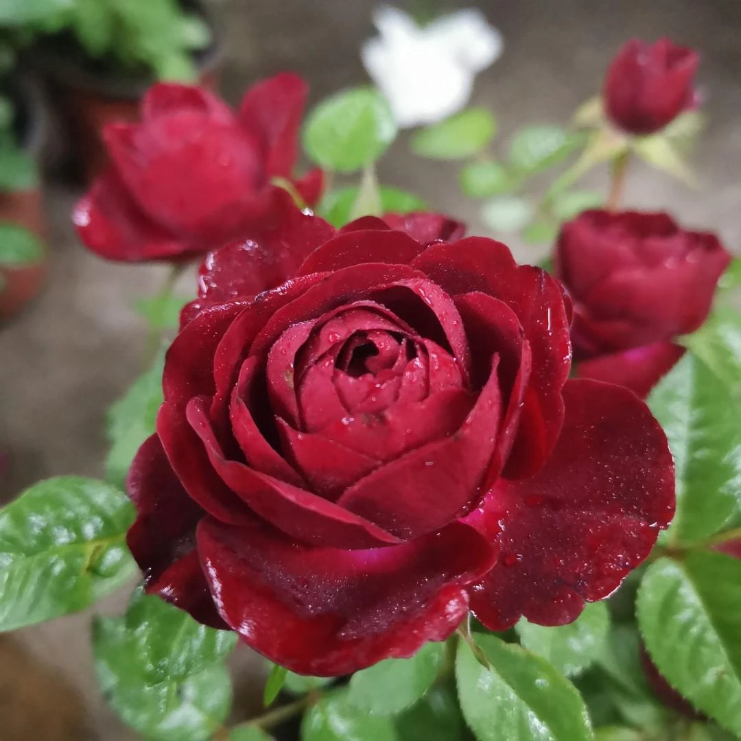 月季花【中国红】四季盆栽花卉
