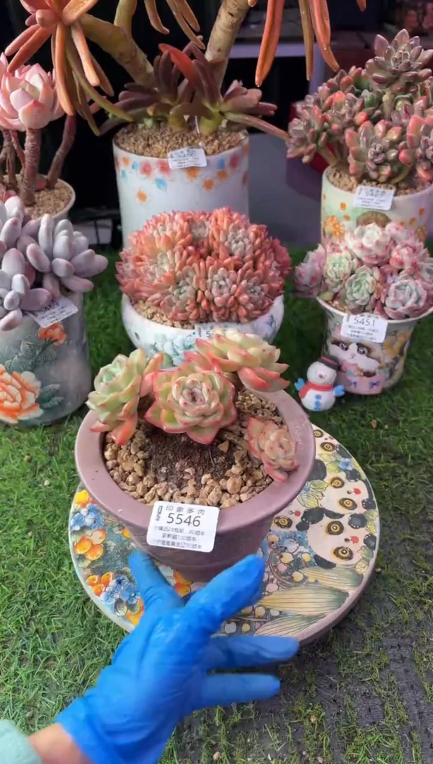 昆明印象多肉5546