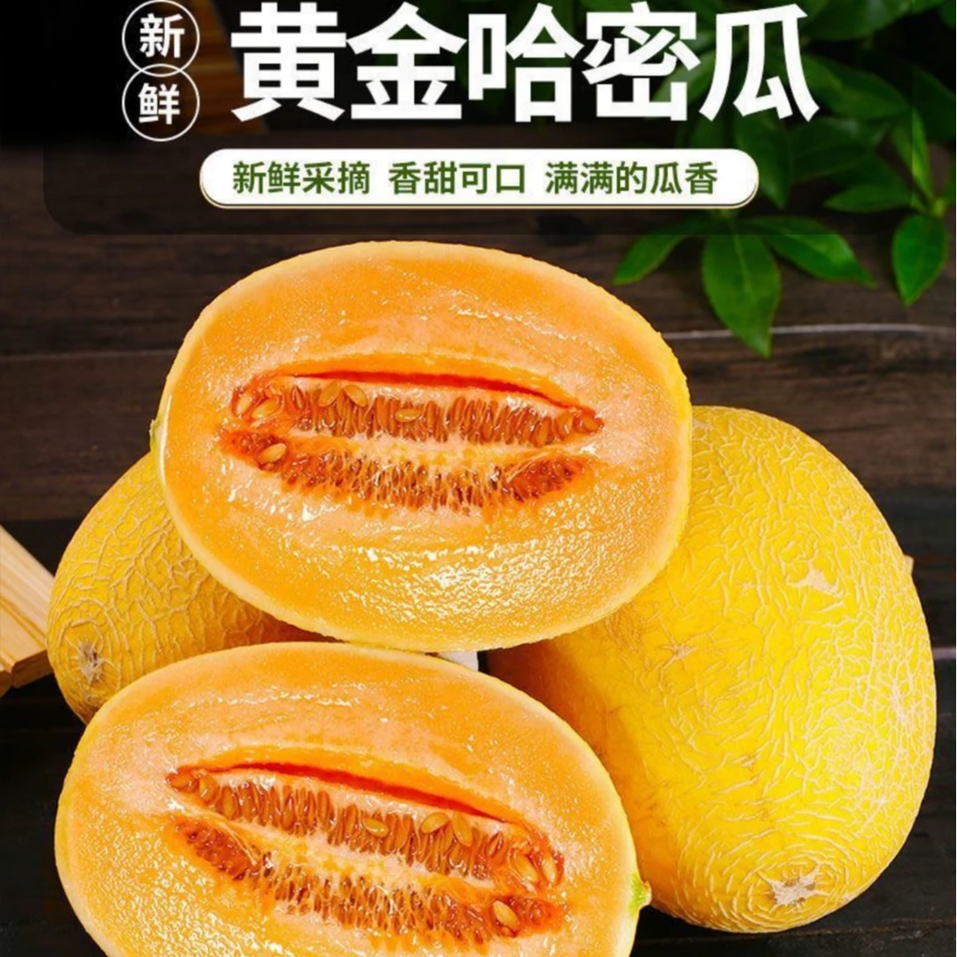 【8-9斤脆甜多汁】金色年华哈密瓜/甘肃民勤头茬黄金哈密瓜