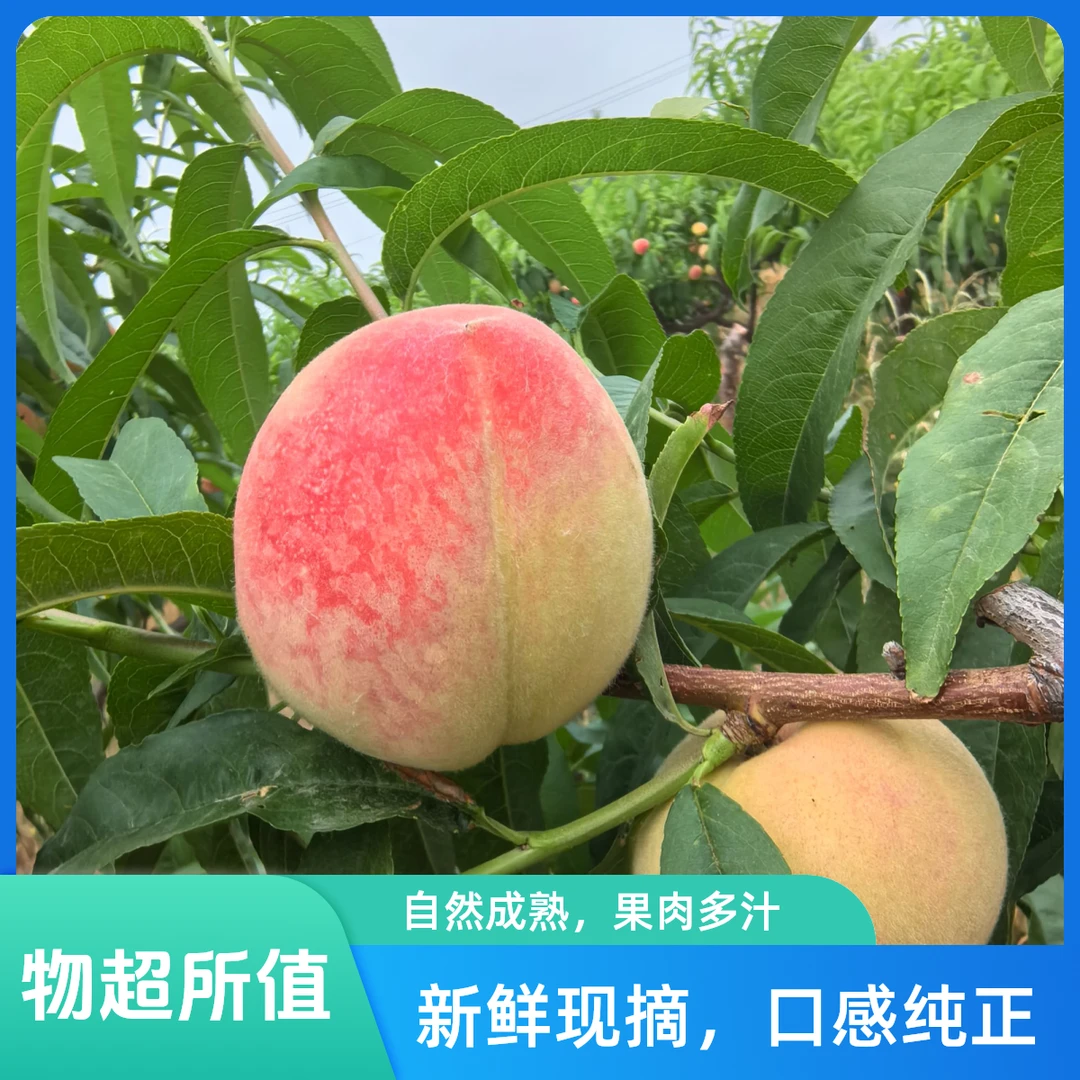 【津味小鹤】端午红水蜜桃  拍4斤送1斤（±1两    一箱15个-20个）    京东到家当季新鲜水果桃子天津市
