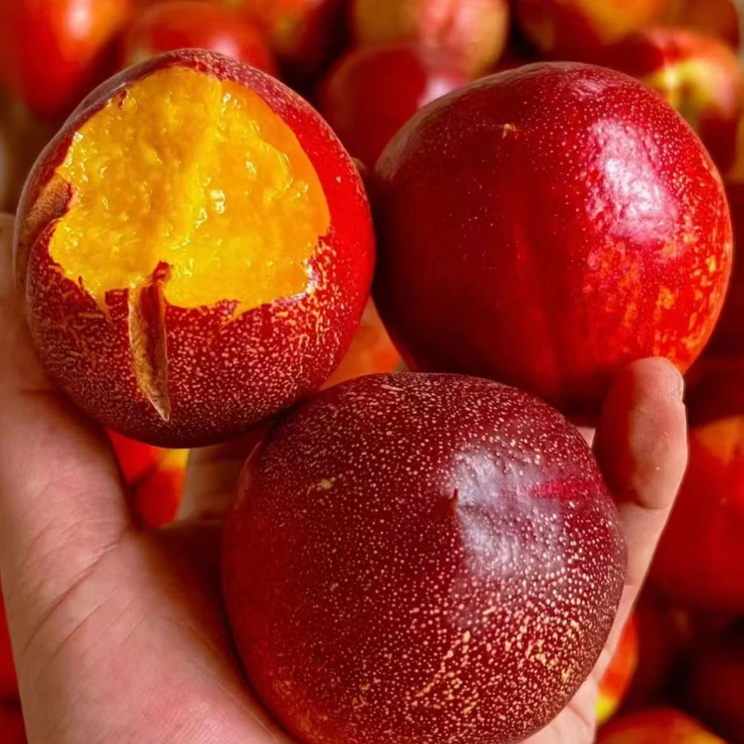 蓟县麻点油桃露天头茬顺丰油桃G当季新鲜水果桃子天津市