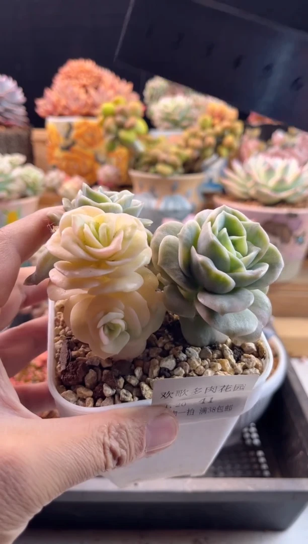 【闪购商品】1.20-41可爱玫瑰锦