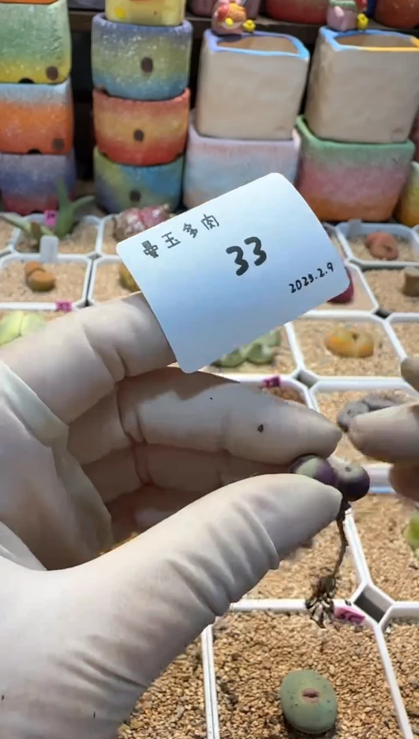 【闪购商品】25.2.9-33谷安