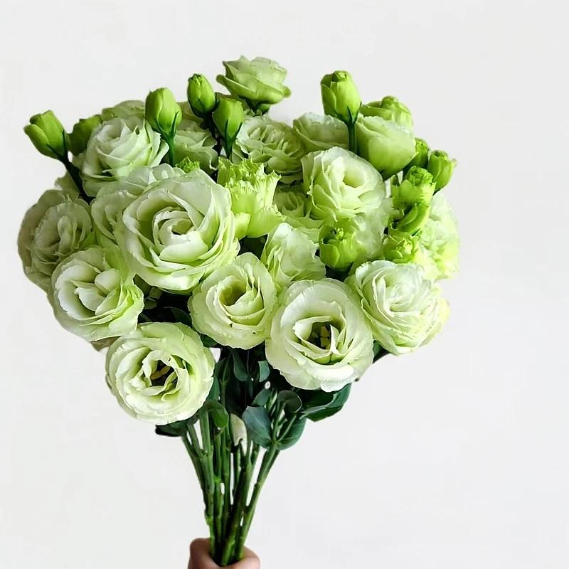 1大扎绿色洋桔梗600g 高颜值云南鲜花水养鲜切花【2单顺丰或京东】
