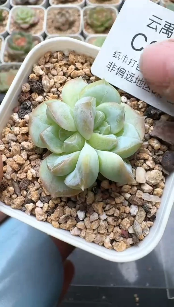 647C云禹多肉植物 带盆土纸巾打包 3颗包邮