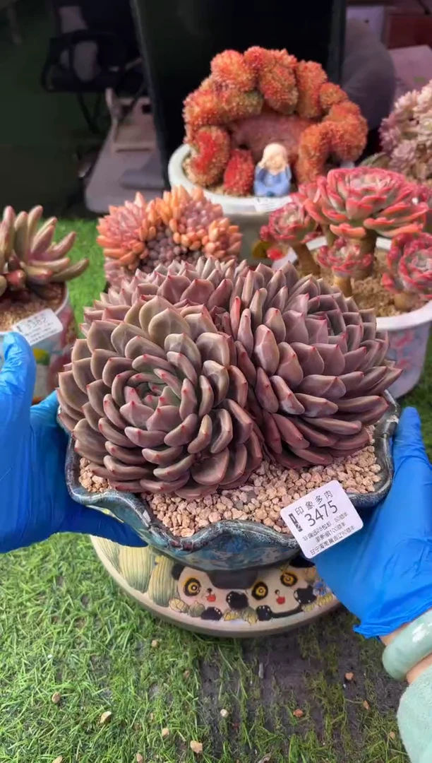 昆明印象多肉3475