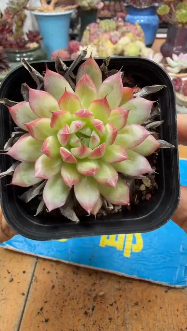 东云多肉园二店-388