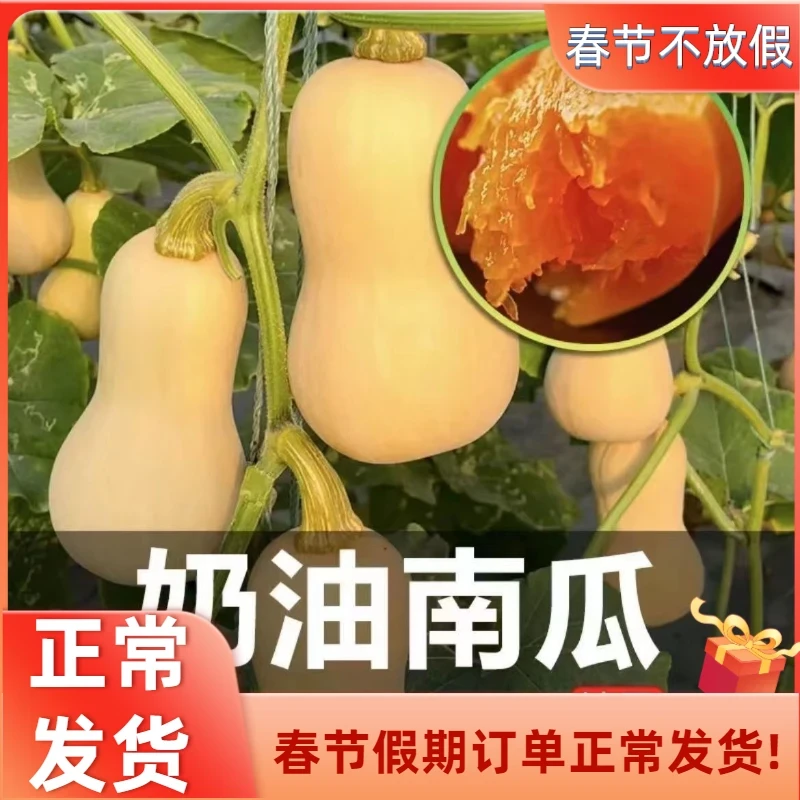 奶油南瓜种子春季秋季四季香芋蜜本甜糯红甜栗蔬菜种子南瓜籽