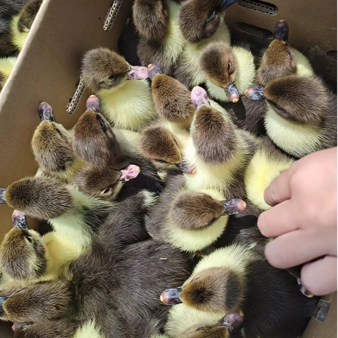宠物鸭大种黑白番鸭红脸鸭火鸭豚鸭旱鸭藤花番鸭可爱健康包邮到家