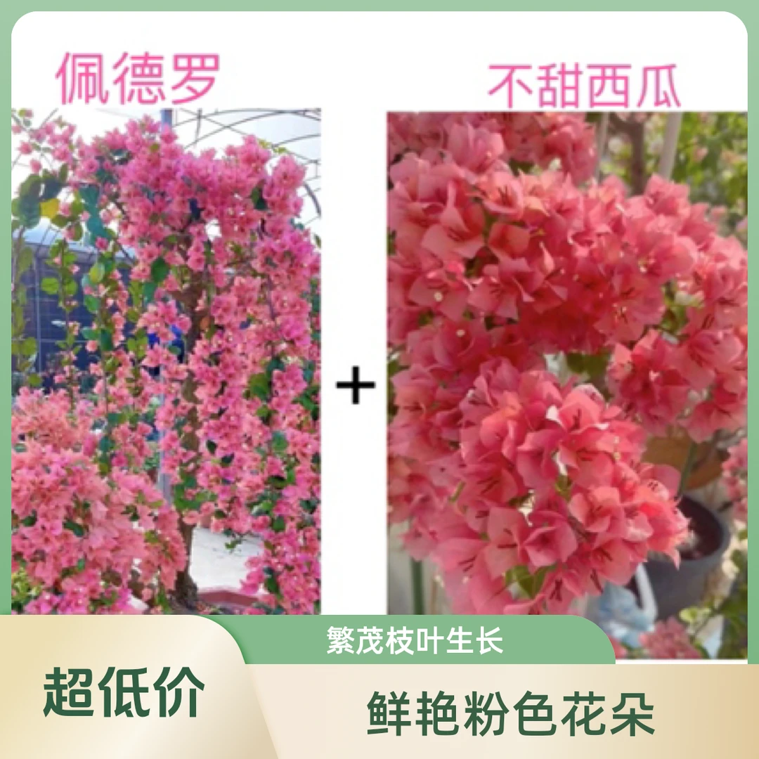 佩德罗+不甜西瓜（勤花组合）到手2颗三角梅基地直邮不带花不带盆