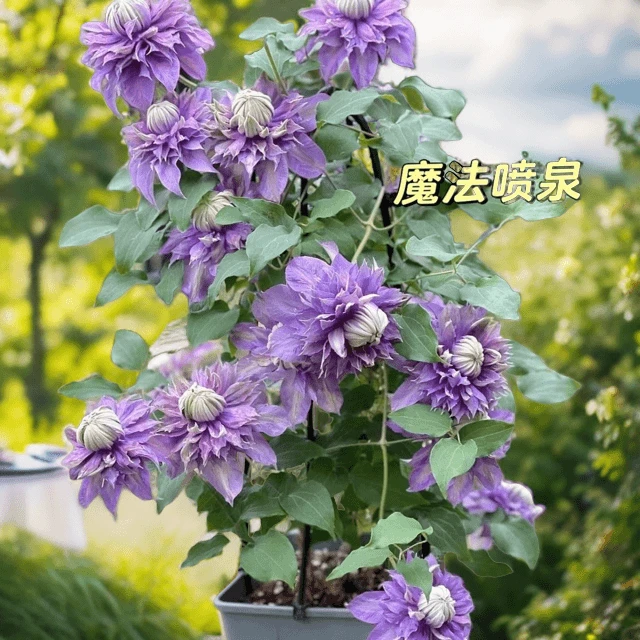 乌托邦铁线莲种根苗爬藤植物庭院耐寒绿植花卉盆栽银币阳台四季开