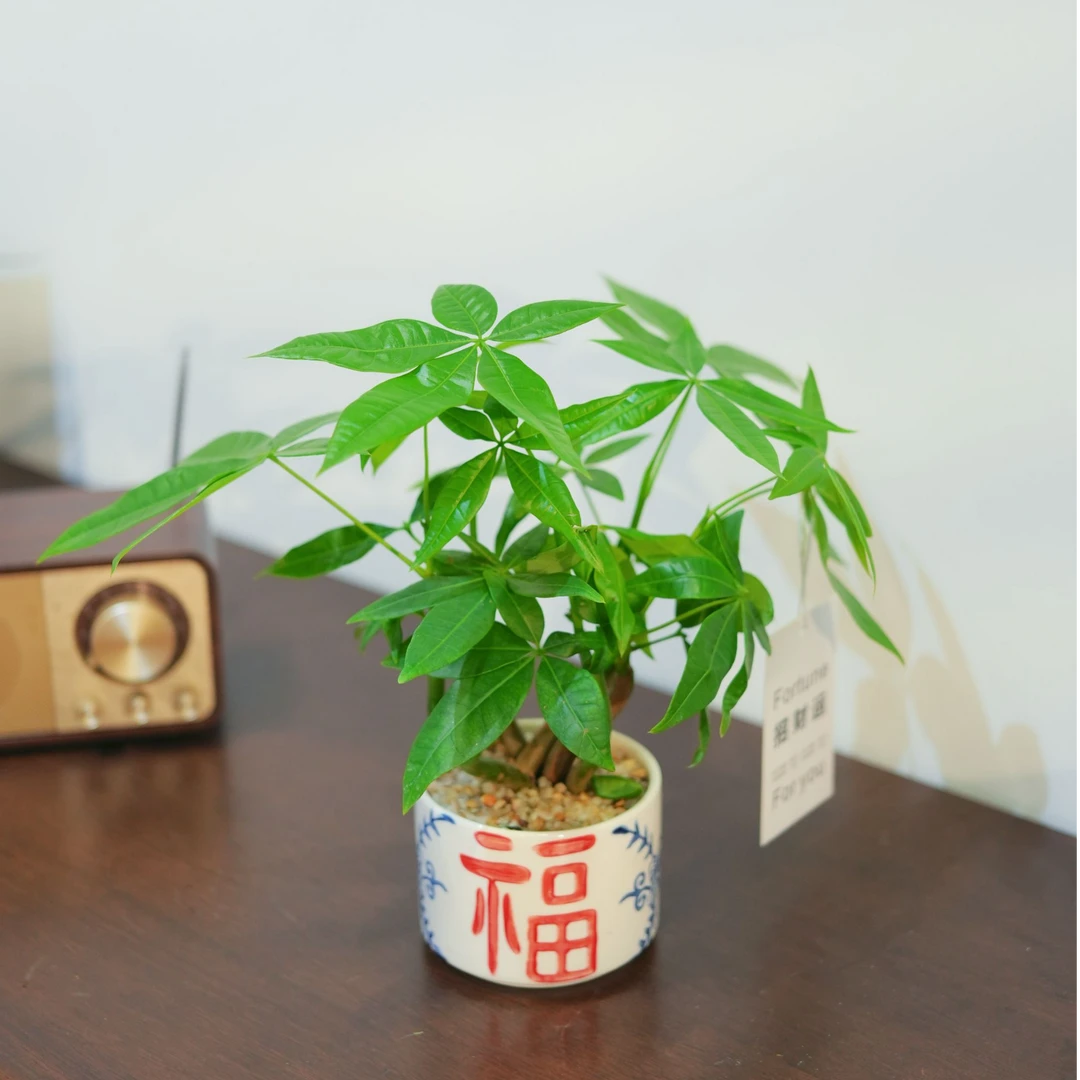 发财树幸福树盆栽盆景室内客厅办公室前台桌面绿色花卉绿植