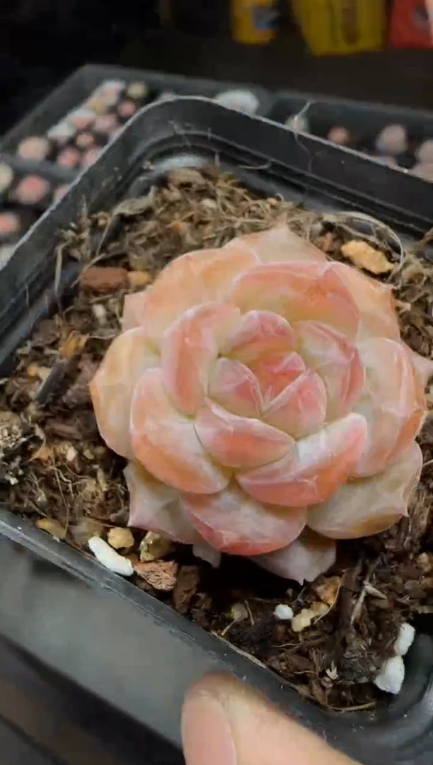 【闪购商品】一物一拍0211—429