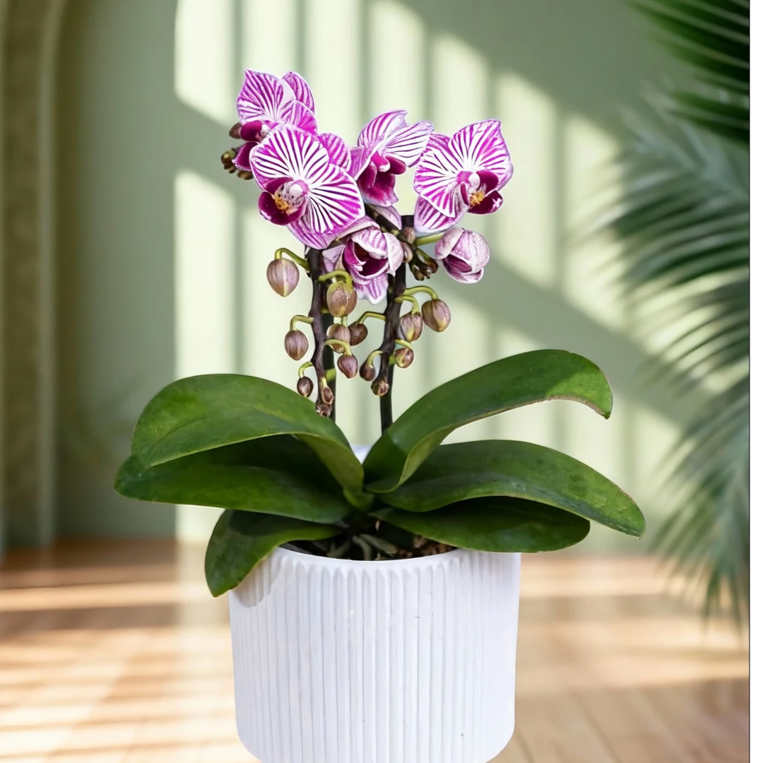 蝴蝶兰【三色彩虹】高端花卉 客厅美观 基地直发