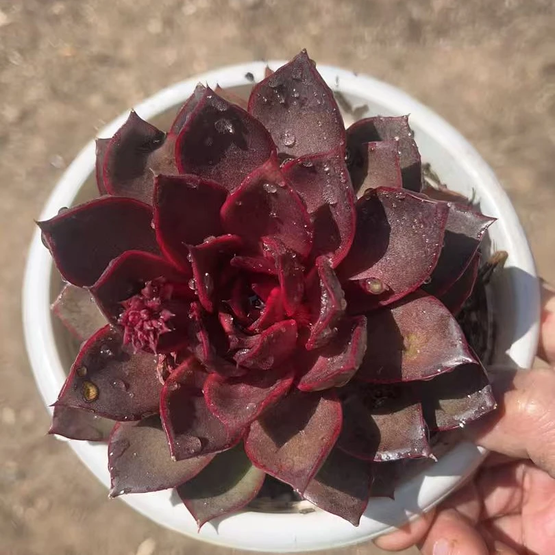 红酒玫瑰多肉植物（满18包邮）新手好养好看