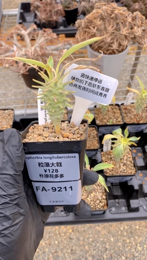 【闪购商品】粒藻大戟FA-9211