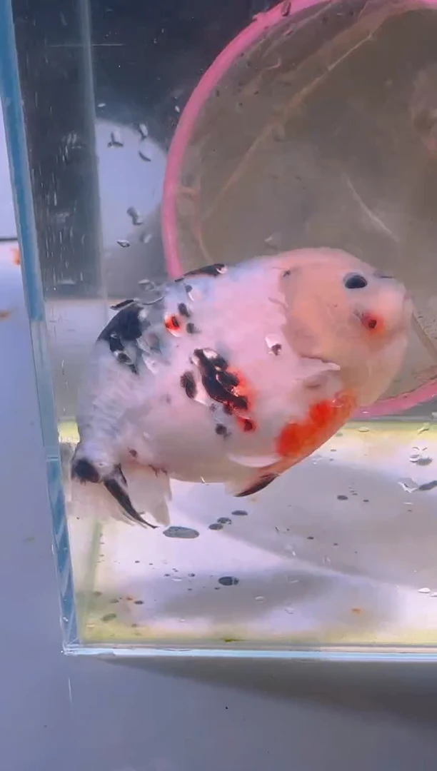 狮头鱼乔*兰寿金鱼兰寿金鱼