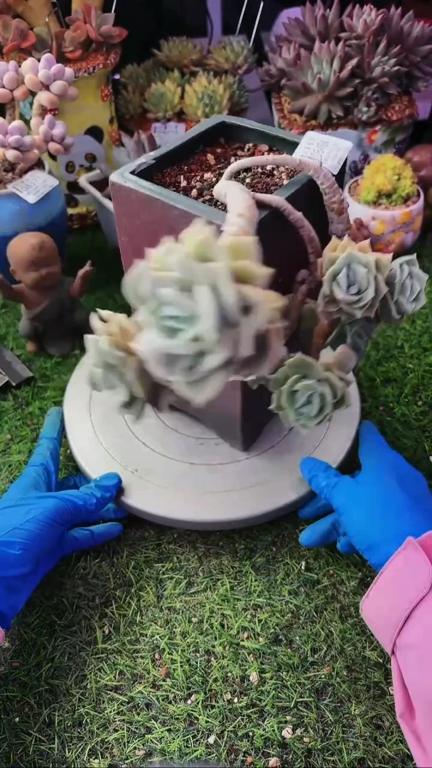 昆明印象多肉08404