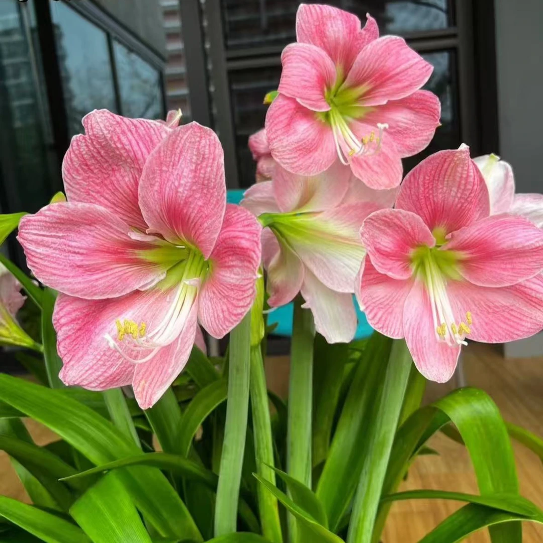 【现货】南非进口单瓣朱顶红 [棉花糖]