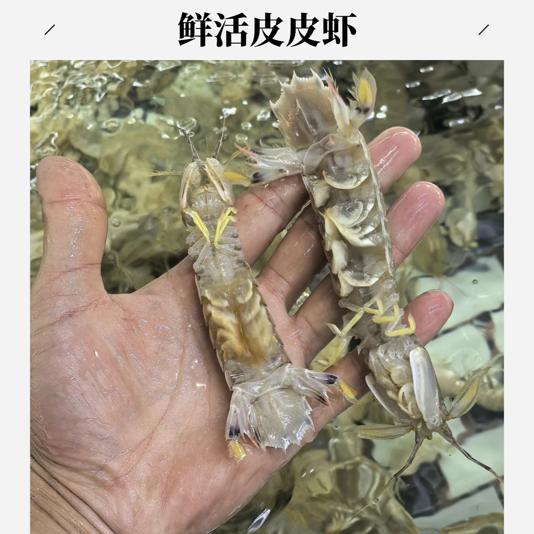 【鲜活】山东皮皮虾500克约15~18条 打氧气配送~保鲜不保活