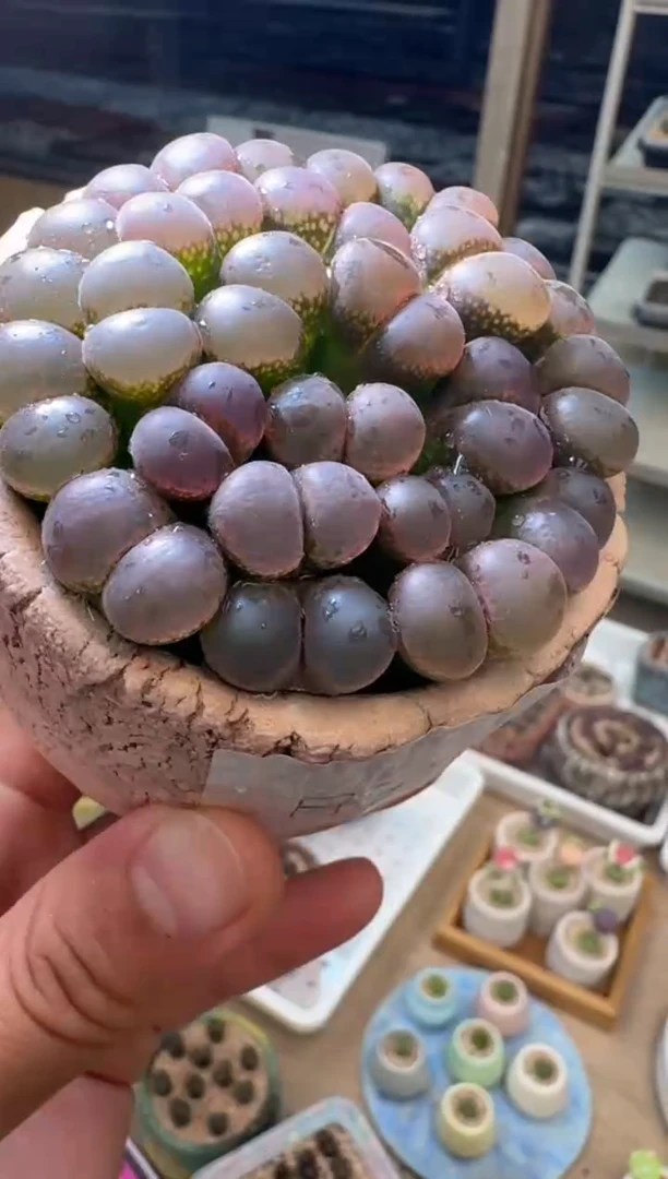 23-94多肉植物肉锥胭脂粉一颗
