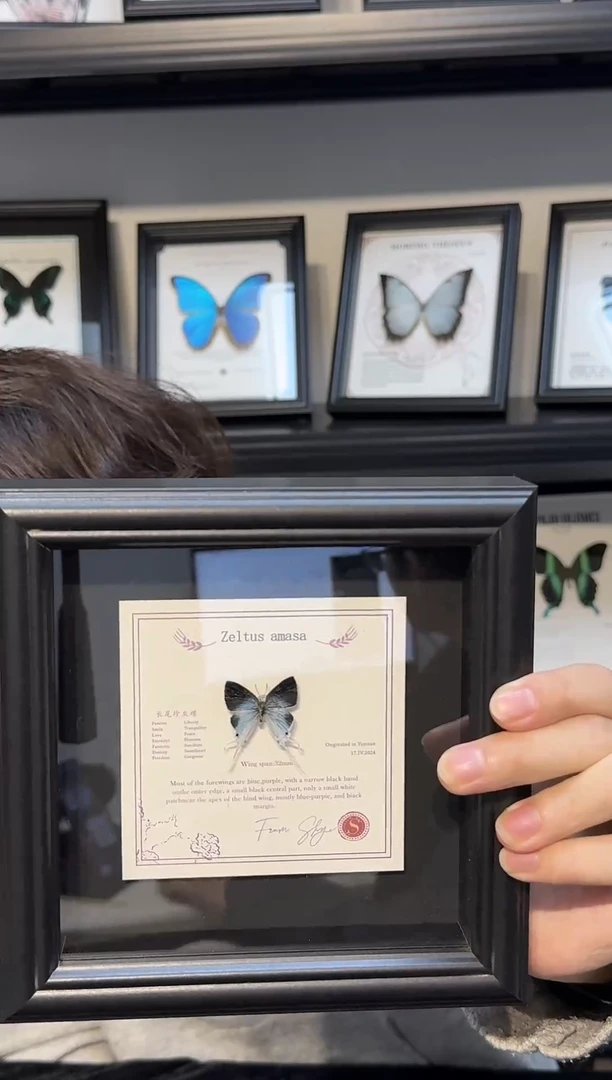 玻璃真实蝴蝶标本