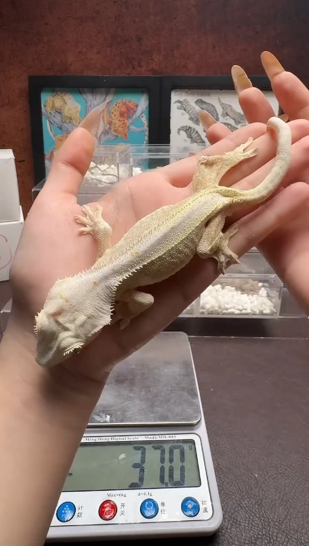 睫角守宫鳞与尾 Scale Tail 爬宠花瓶莉莉J50