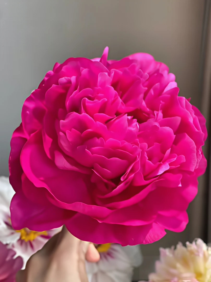 （预售）菏泽牡丹基地直发 《堪萨斯》芍药鲜切花A+级头茬花顺丰包邮