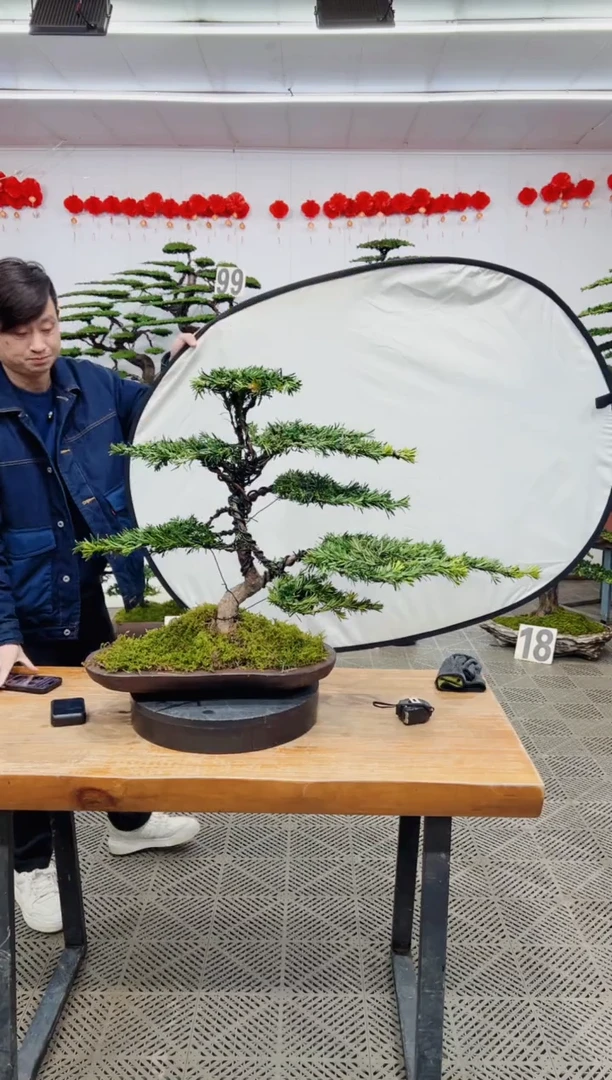 【闪购商品】盆景盆景