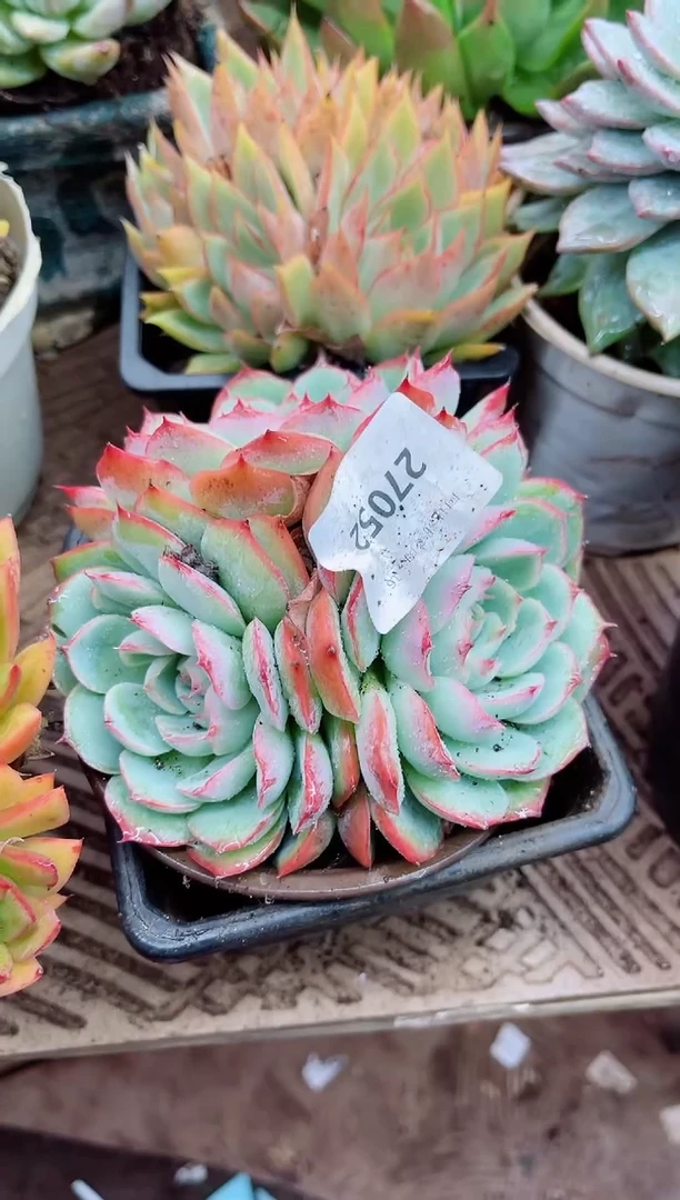 张**儿27052多肉植物一物一拍