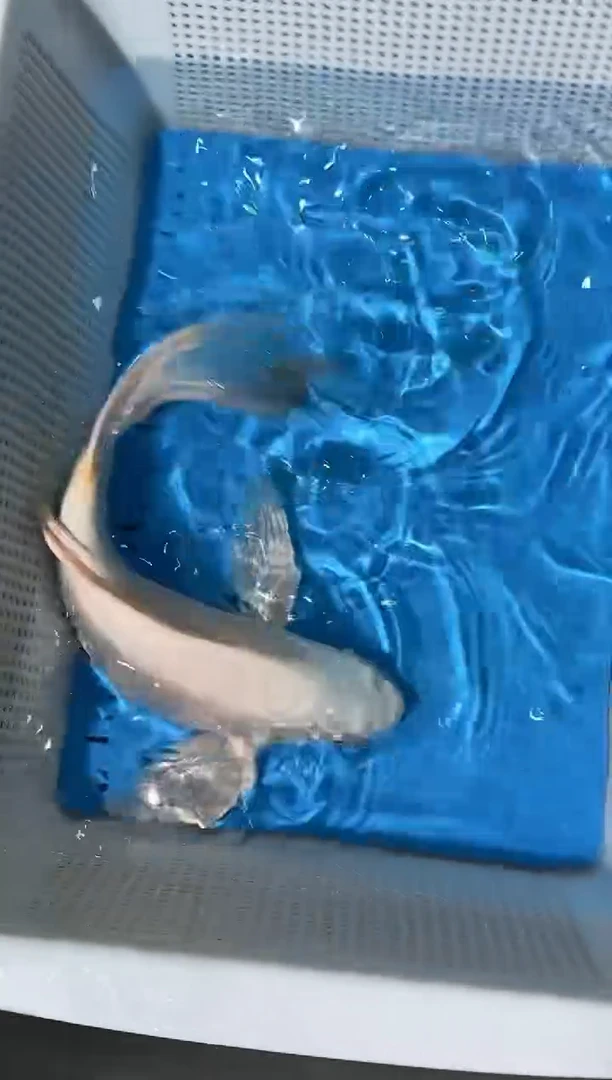 锦鲤拍开箱视频爆氧视频包售后包邮