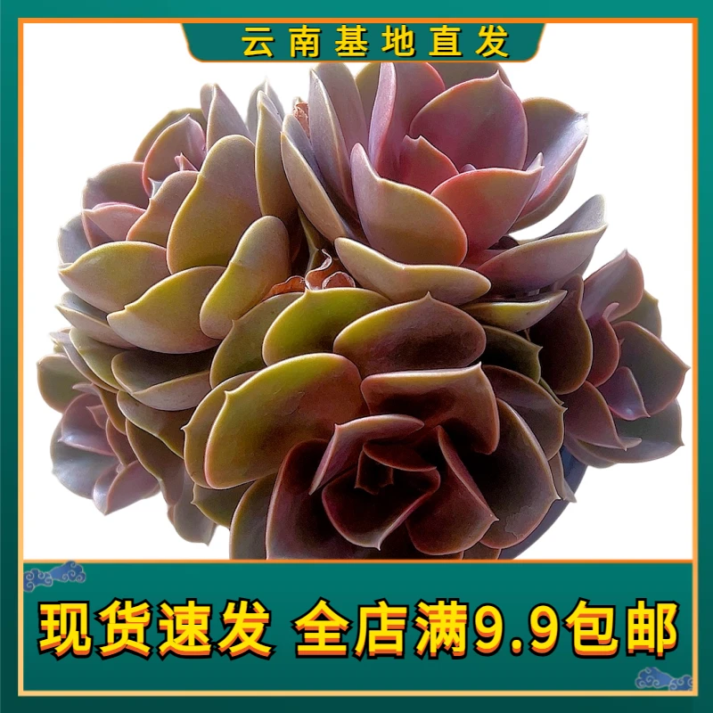【欧版紫珍珠】【满9.9包邮】星花怒放阳台露台办公绿植栽种养护紫色