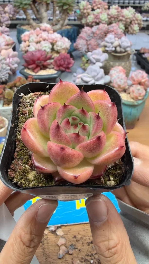 东云多肉园二店-603