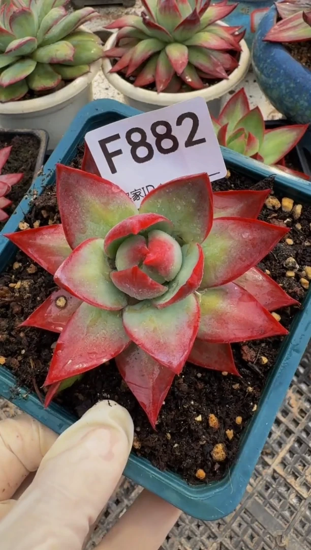 F882惊鸿仙子（裸根发货）