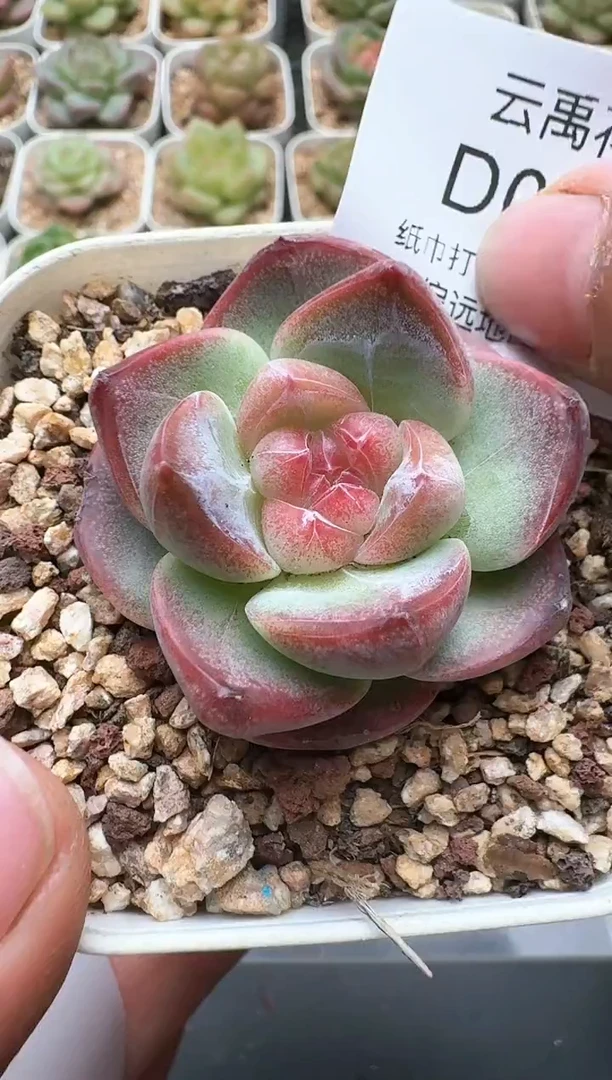 708D云禹多肉植物 带盆土纸巾打包 3颗包邮