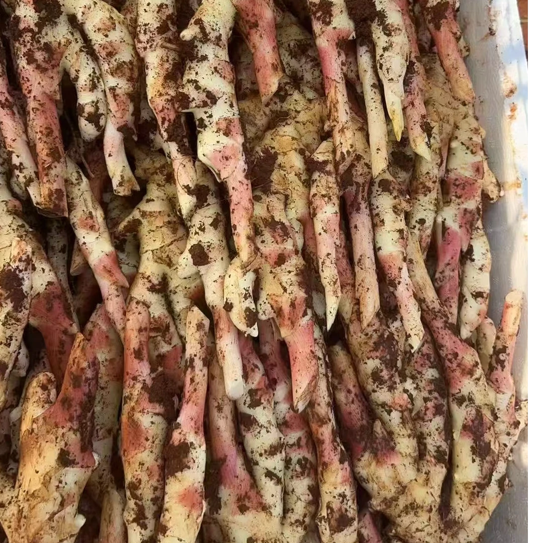 2025四川威远泡仔姜姜芽1斤5斤新鲜姜生姜