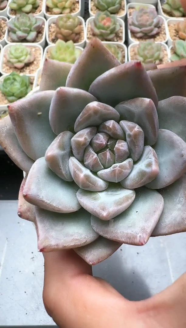 635D云禹多肉植物 带盆土纸巾打包 3颗包邮