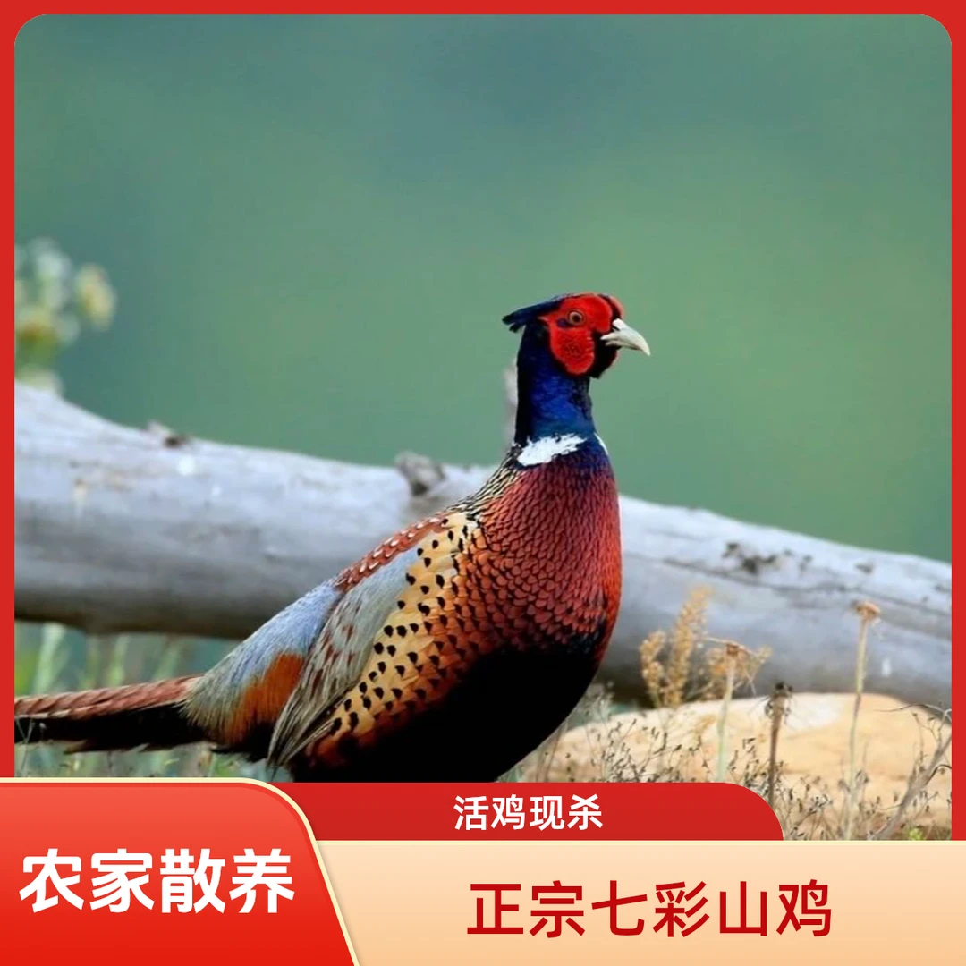 【买一送一】现杀山鸡  活鸡现杀农家散养营养滋补美味新鲜