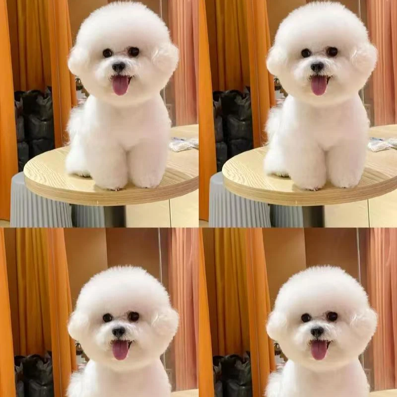 甜鑫家宠物活体链接