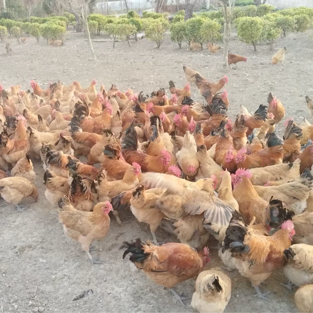 「新鲜直达」正宗农家散养土鸡淮南草母现宰现杀农村散养1年老母鸡