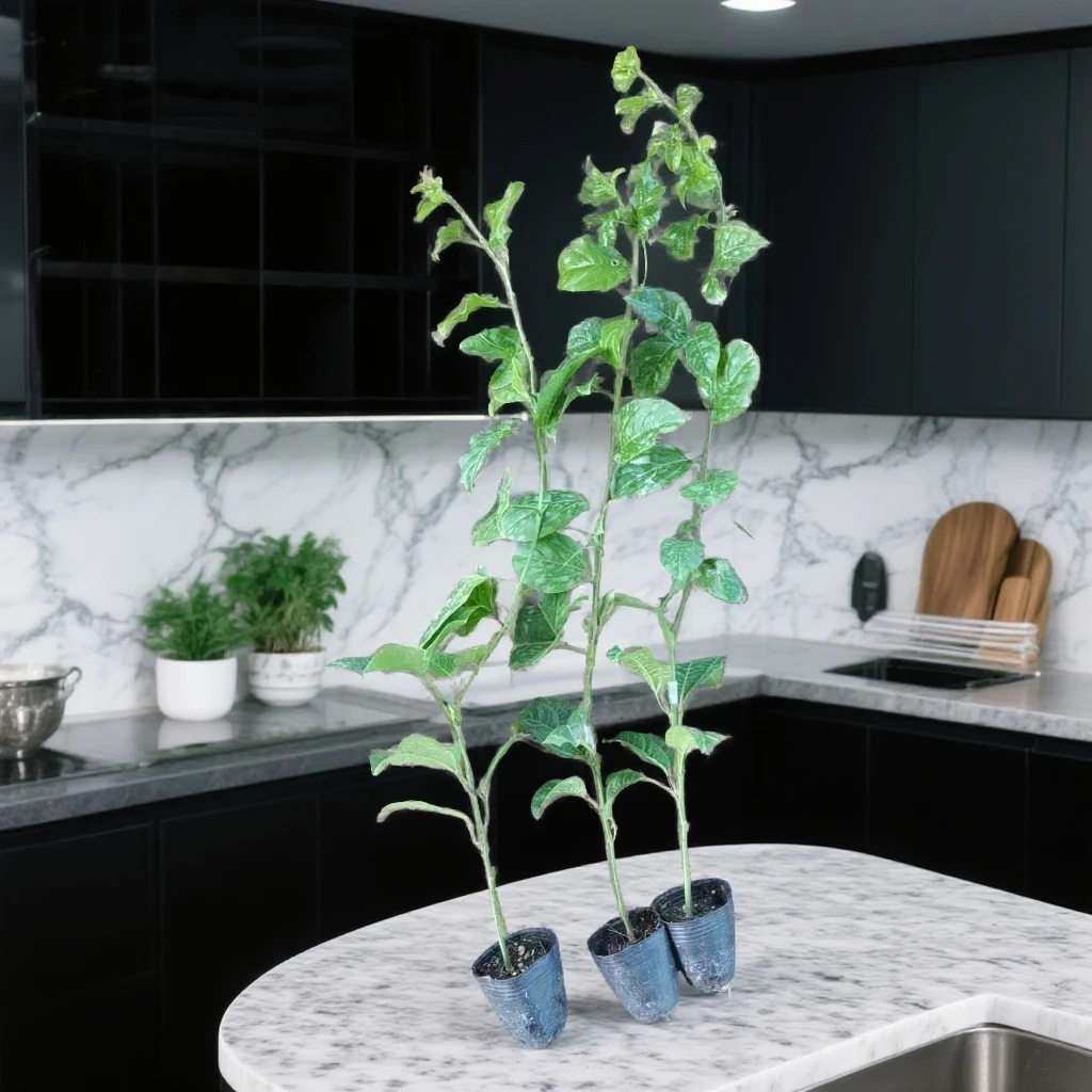 广西纯甜黄金百香果嫁接苗基地批发量大优惠精选百香果苗四季结果