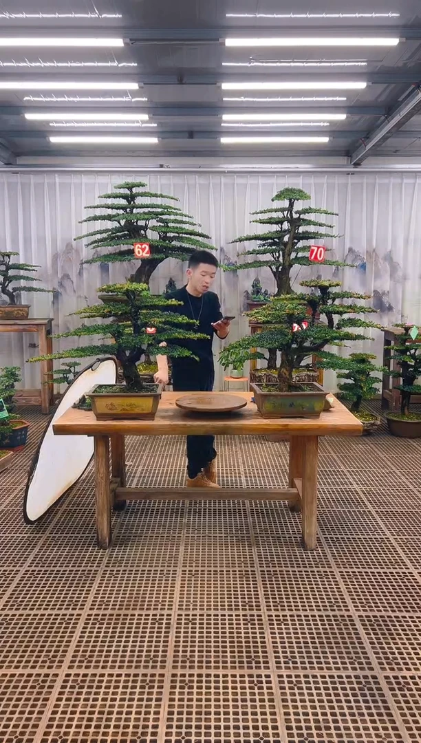 无花朵精品盆景直播间一物一拍