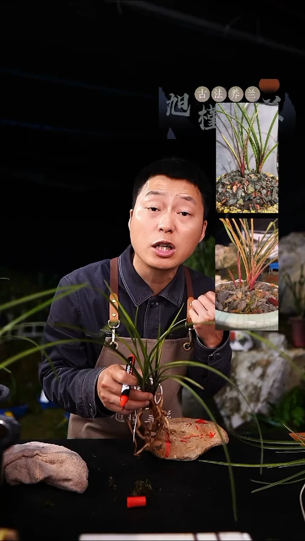 当前无花栽培后可以开花蕙兰七彩红钻4苗(一物一拍）