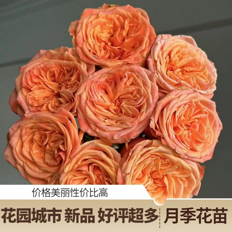 花园城市新品月季花苗花瓣厚实开放度好花期长直立强阳台庭院盆栽